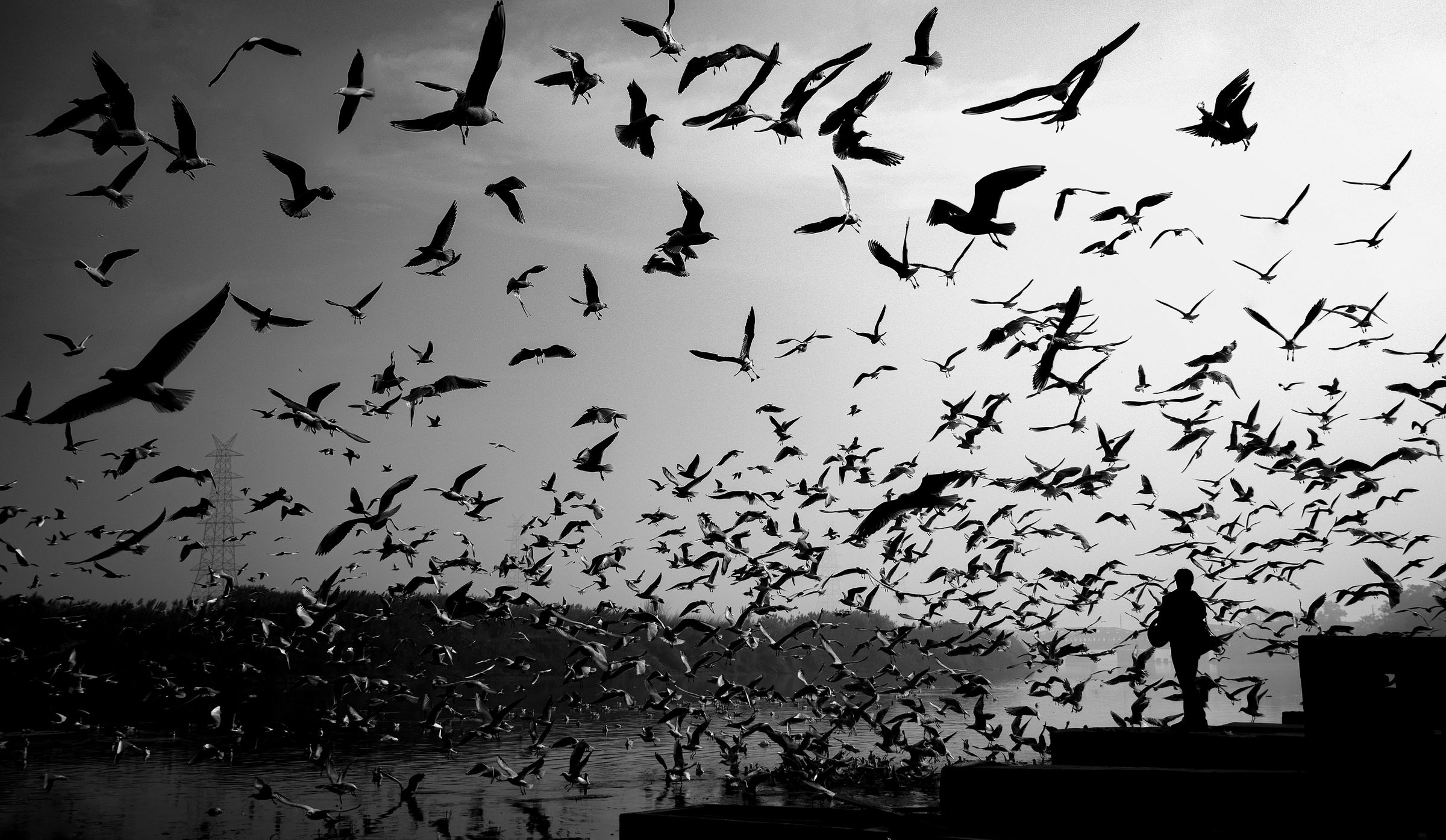 Un vol d'oiseaux au-dessus de l'eau, silhouette d'une personne au premier plan